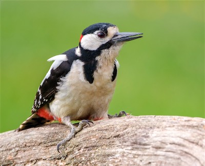 Woodpecker
